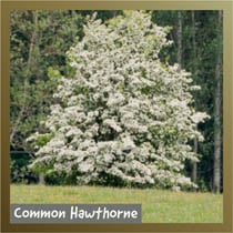 Common Hawthorne